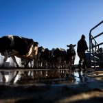 Maine dairy farms are dwindling. A task force is being set up to find out why