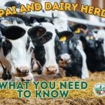 Maryland Department of Agriculture Issues Order Restricting Movement of Dairy Cattle Into the State