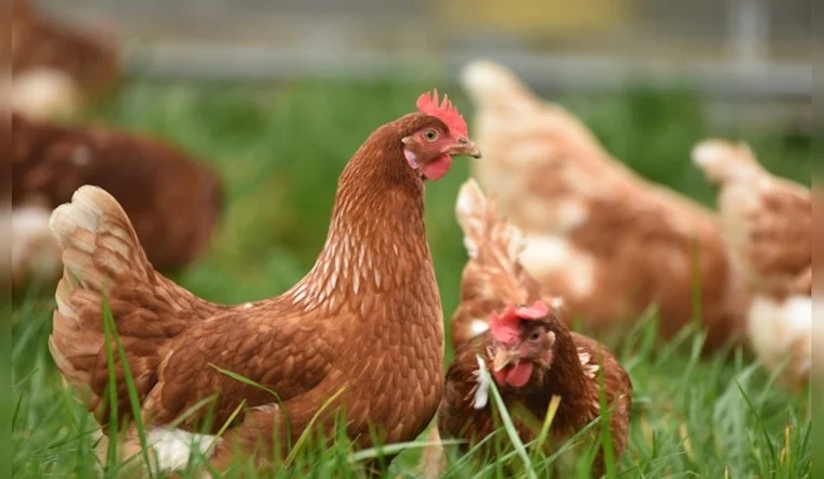 Michigan's Ionia County Faces First Bird Flu Outbreak, State Vets Urge Increased Farm Precautions