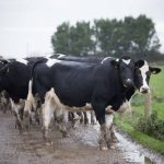 Milk supplies slump again as poor weather hits sector