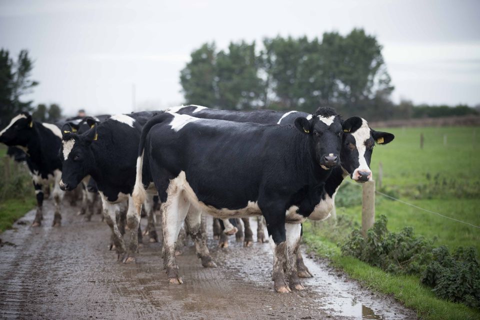 Milk supplies slump again as poor weather hits sector