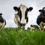 Most UK dairy farms ignoring pollution rules as manure spews into rivers