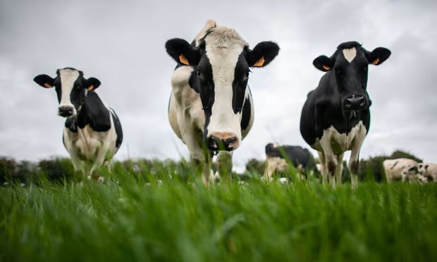 Most UK dairy farms ignoring pollution rules as manure spews into rivers