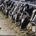 NMPF USDA actions on dairy cattle ‘appropriate’