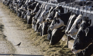 NMPF USDA actions on dairy cattle ‘appropriate’