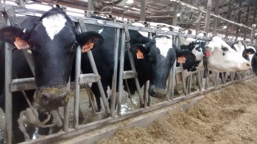 Nebraska issues dairy cattle importation order