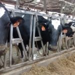 Nebraska issues dairy cattle importation order