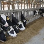 New York dairies hit milestone