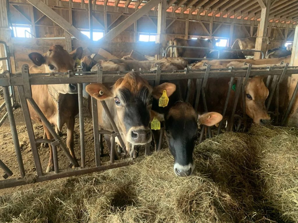 New task force aims to keep dairy farms viable in Maine