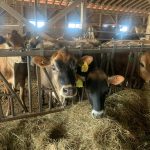 New task force aims to keep dairy farms viable in Maine