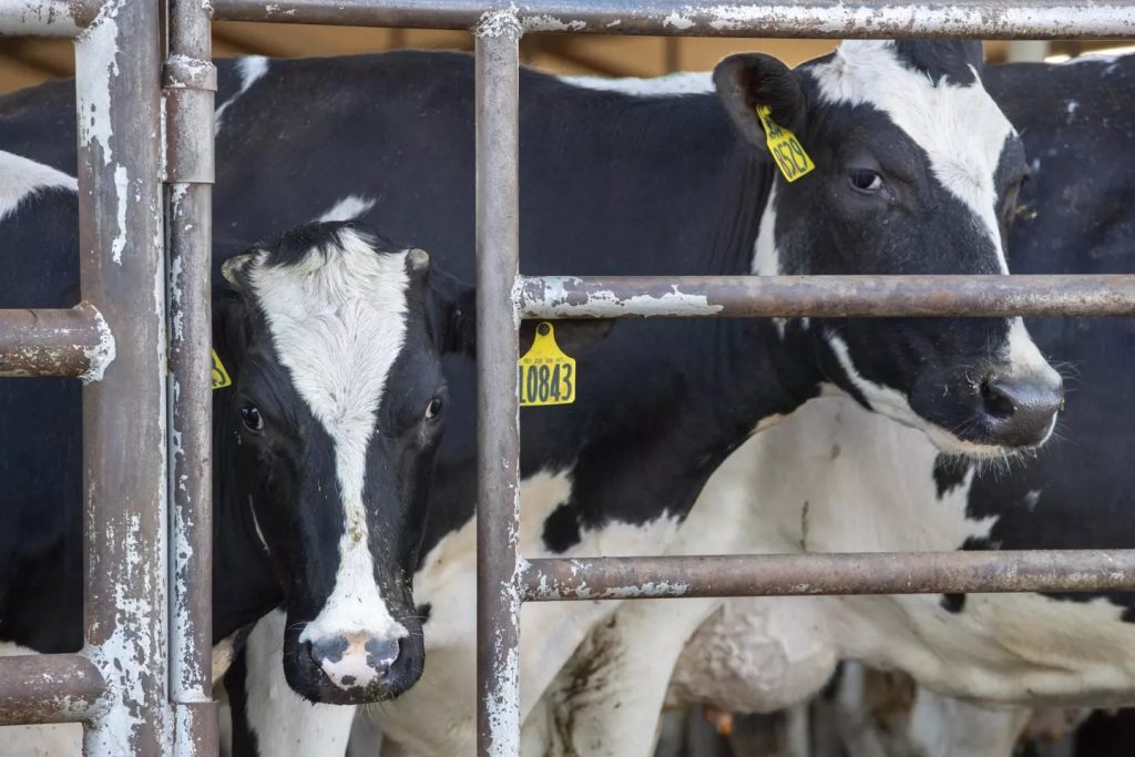 Nobody saw this coming California dairies scramble to guard herds against bird flu