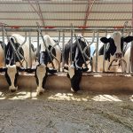 Number of states with HPAI-infected dairy cows grows