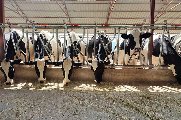 Number of states with HPAI-infected dairy cows grows