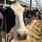 Officials continue to monitor HPAI in Plains dairies