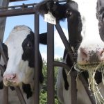 Owensville dairy farm getting renewable energy grant from USDA