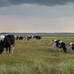 Rabobank Launches Farm Finance Workshops in Gippsland