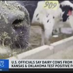 Rare human case of bird flu contracted in Texas following contact with dairy cattle