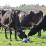 Record in-calf rates for dairy farmers