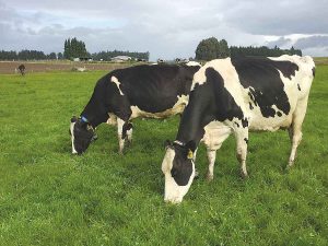 Recycling 10,000 cow collars