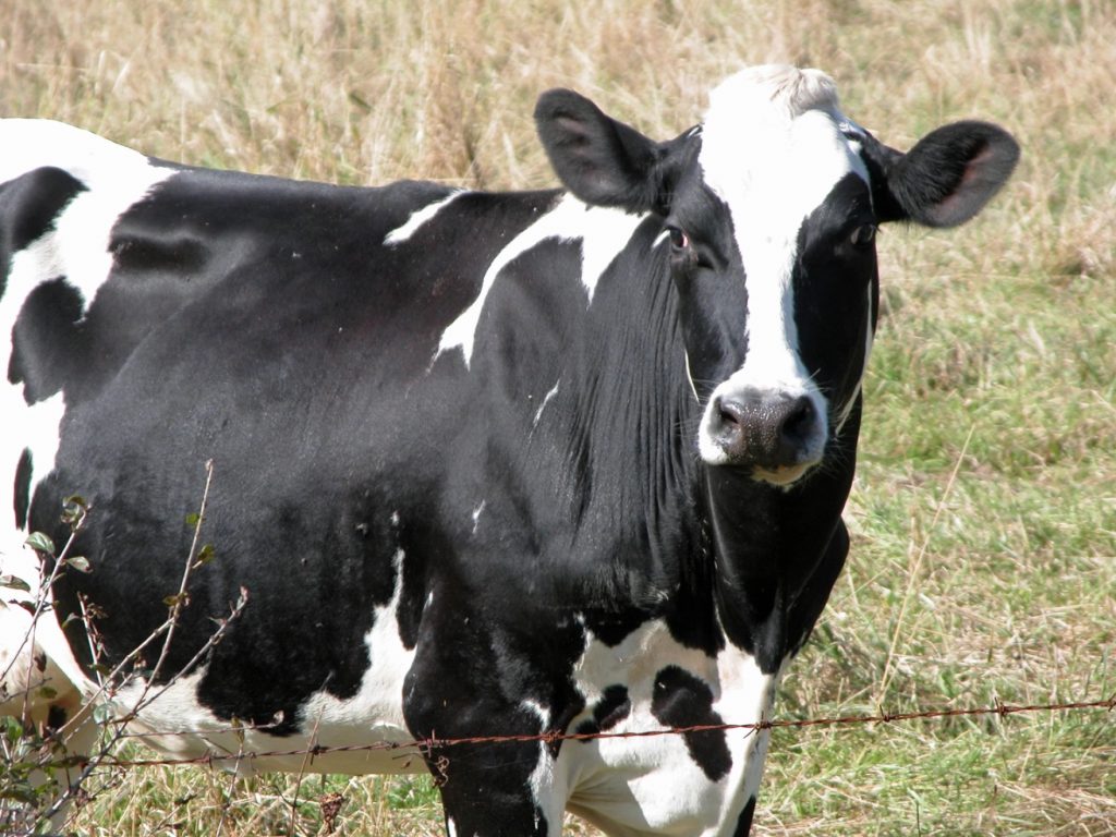 Restrictions placed on some dairy cattle imports to New York
