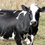 Restrictions placed on some dairy cattle imports to New York