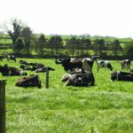 Review 70% report dairy farmers as ‘main buyer’ of grassland