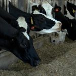 Siouxland dairy farmers work to keep cattle safe from bird flu