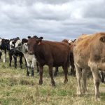 Slow and steady gains ahead for dairy