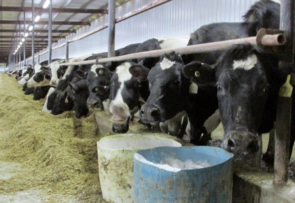 South Dakota Dairy Herd Continues to Grow