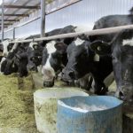 South Dakota Dairy Herd Continues to Grow