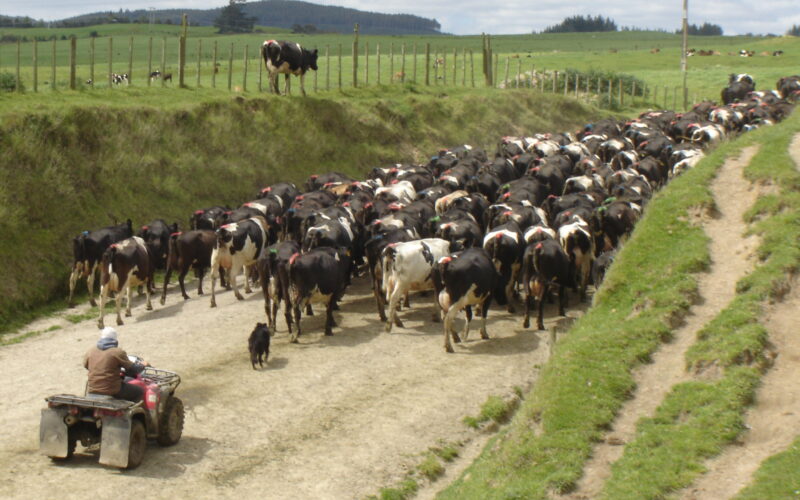 Staff shortages in dairy sector still a challenge
