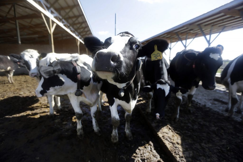 Study Dairy farmers have more beneficial gut bacteria thanks to their cows