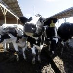 Study Dairy farmers have more beneficial gut bacteria thanks to their cows