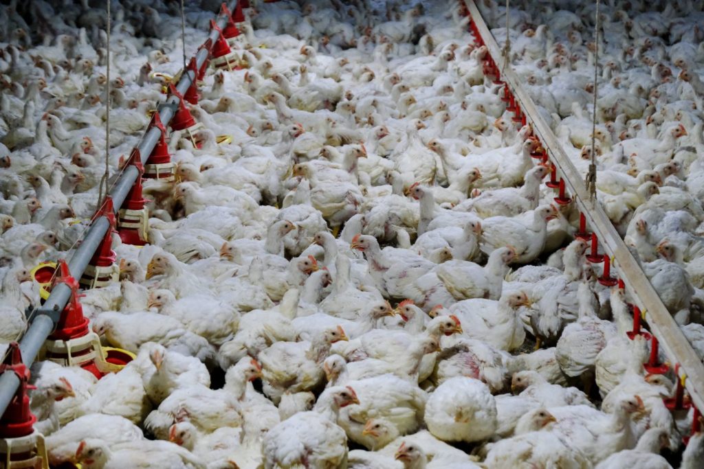 Texas avian flu outbreak spreads from cows to humans and chickens, but is ‘a very, very small part of the overall picture,’ state agriculture boss says