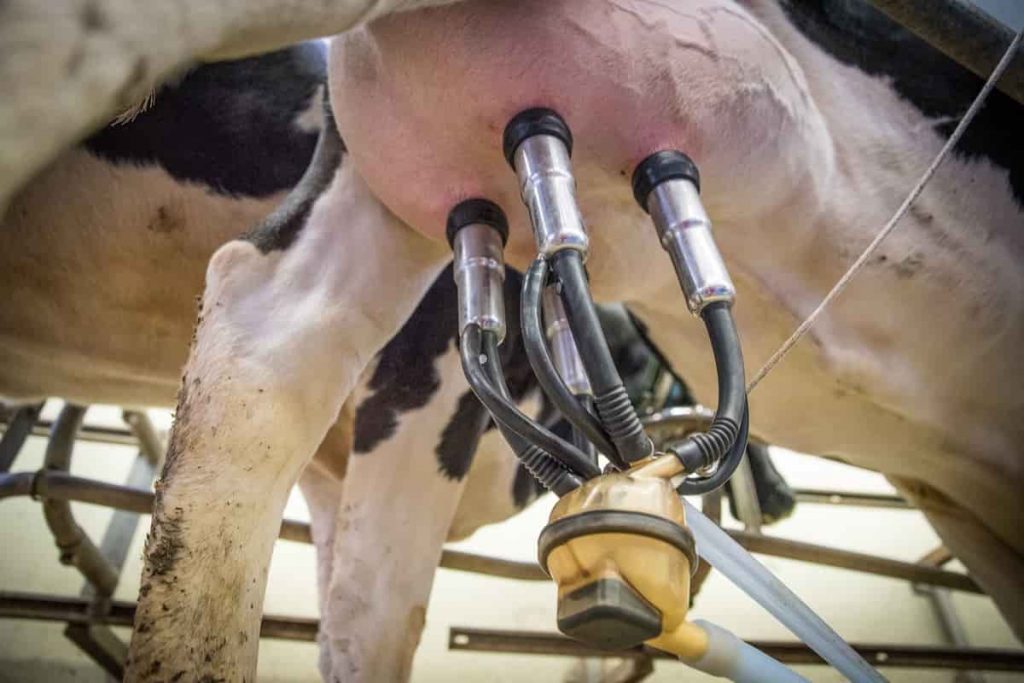 The Costs and Benefits of Mechanization A Look at the Dairy Sector