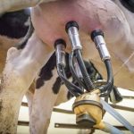 The Costs and Benefits of Mechanization A Look at the Dairy Sector