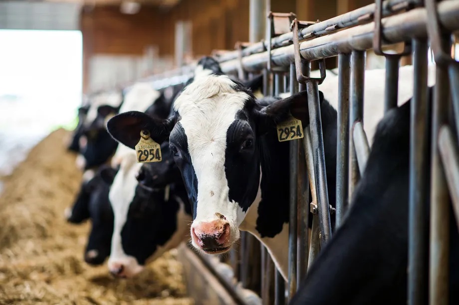 The dairy industry really, really doesn’t want you to say “bird flu in cows