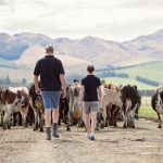 The domino effect of lameness management