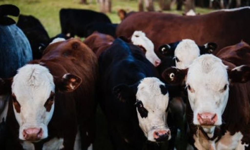 U.S. Sen. Baldwin Calls for immediate action to contain avian flu outbreak in dairy cattle
