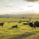 USDA to test ground beef in U.S. states with outbreaks of bird flu in dairy cows