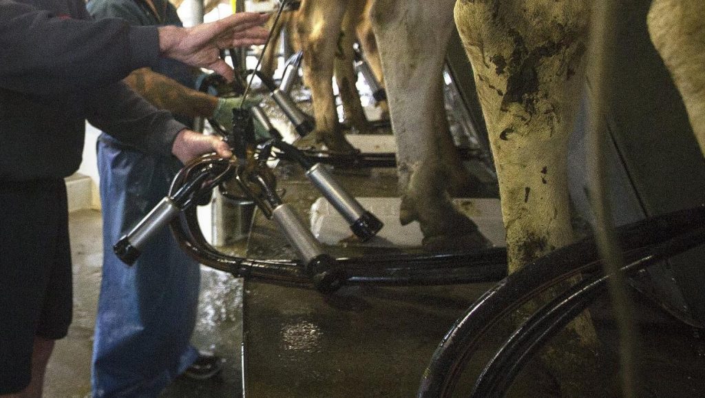 Unjustified dismissal Dairy herd manager wins compensation