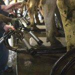 Unjustified dismissal Dairy herd manager wins compensation