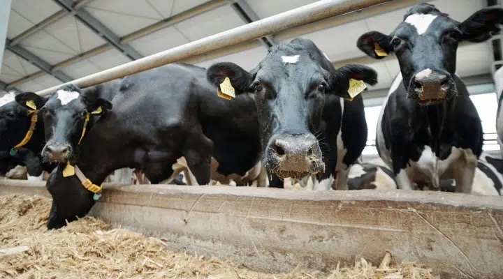 Using Dairy Manure with Newly Planted Corn and Soybeans