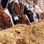 Veterinarians continue to closely monitor HPAI in Ohio dairy cattle