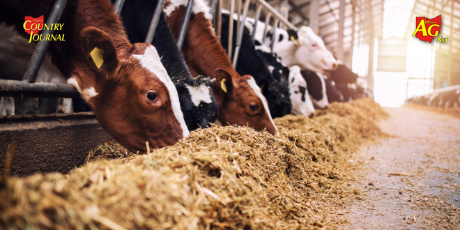 Veterinarians continue to closely monitor HPAI in Ohio dairy cattle