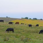 Virus found in Idaho cattle puts dairy production at risk