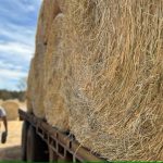 WA government launches dry season taskforce amid feed shortage, says 'farmers need to be prepared