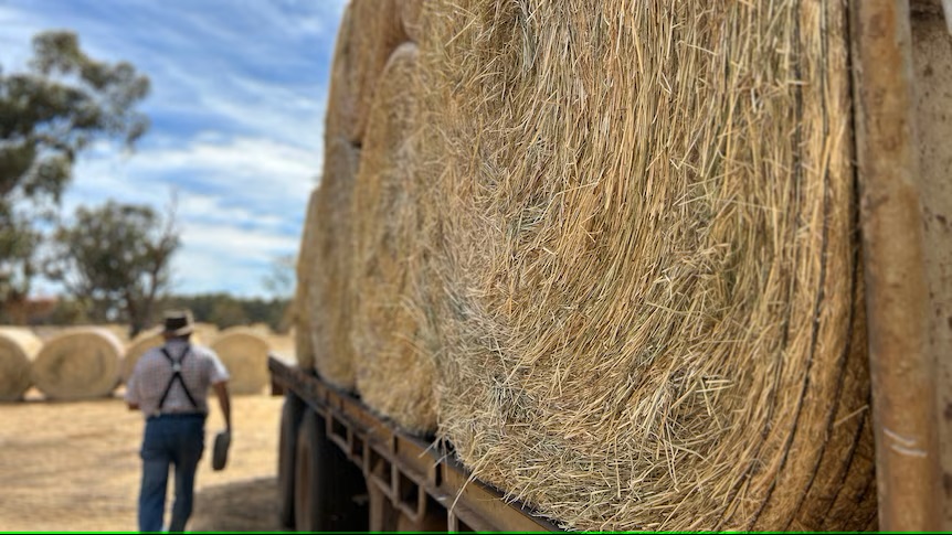 WA government launches dry season taskforce amid feed shortage, says 'farmers need to be prepared