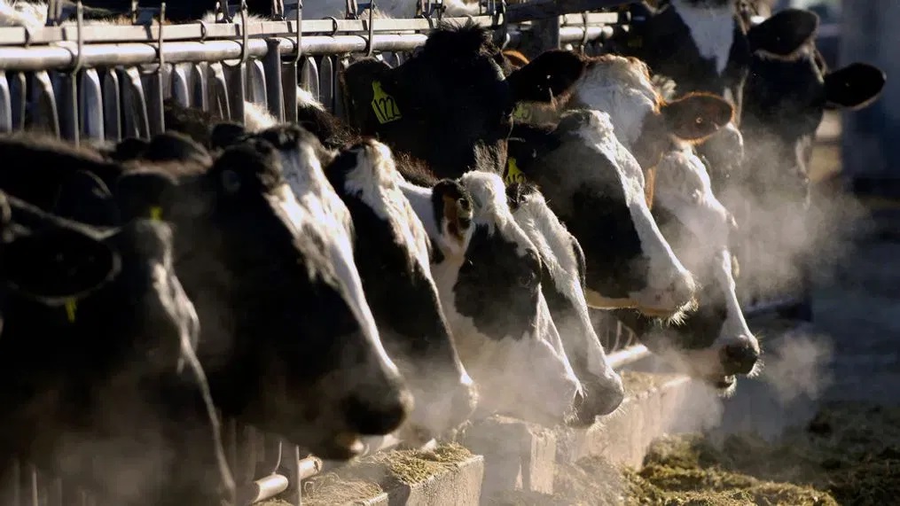 We should be worried, but not panicked,' dairy specialist says of bird flu in cows