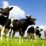 West Virginia Department of Agriculture urges care after avian influenza found in U.S. dairy cattle